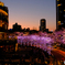 東京ミッドタウンの桜ライトアップ2