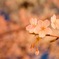 上野公園の夜桜