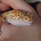 ヒョウモントカゲもどき