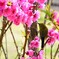 花桃に誘われて