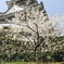 高知城と春の始まり