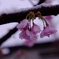 寒桜