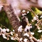 桜の香り