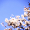 月桜