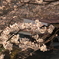 お寺の桜