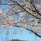 三渓園の桜