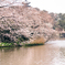 三渓園の桜