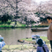 三渓園の桜