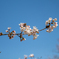 三渓園の桜