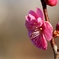桜が咲くのは４月かな？