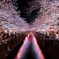 桜川