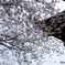 SAKURA_02