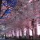 日本橋にて　桜2018年