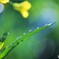 菜の花と朝露♪