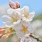 桜2018