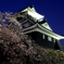 夜桜浜松城