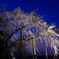 奥山田のしだれ桜2018