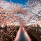 夜桜＿目黒川１