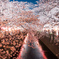 夜桜＿目黒川２