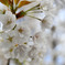 桜1