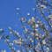 桜2