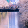 目黒川の桜