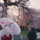 桜花