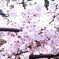 清水寺 桜