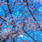 桜　#9