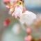 春の記憶2018