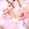 平成30年雁宿公園