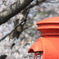 桜便
