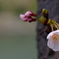 cherryblossom