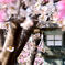 花にかこまれて