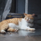 台湾 猫の村
