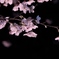 夜桜1