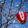 桜提灯