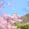 岐阜城と桜