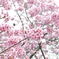 _DSC0033_00001