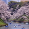 桜の名所