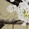 桜、京都。