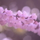 春光