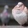 金の鳩