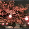 夜桜