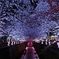 桜過ぎるでしょ！…その①