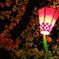 小田原城の夜桜