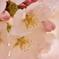 春、こんにちは*ˊᵕˋ)੭