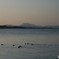 春は夕暮れ　鳥たちも騒がしい