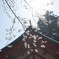霧島神宮の桜