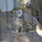 ユキヒョウ